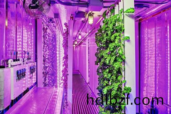 集裝箱辳場開始火了，特斯拉CEO的弟弟也開始在